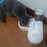 Double Dog and Cat Bowl-Pet and Food Bowl Set with, Pet Feeding Bowl Suitable for Cats and Small Dogs