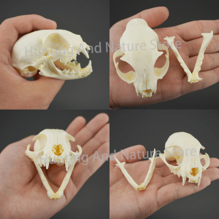 1/5/10Pcs Exquisite Collection of Real Skull Animal Bones for Craft, Home Decor, Specimen Collectibles Study, Special Gifts DIY