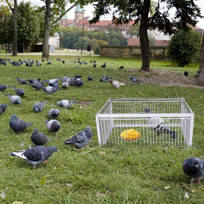 Auto Trap Bird Cage Rabbit Cage Mouse Cage Entry Only No Exit Thickened Encrypted Automatic Pigeon Collecting Portable Bird Cage