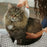 Flea Comb Electric Anti Flea Comb Control Flea&tick Killer Pets Products