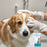 Pet supplies, pet disposable gloves, bathing and cleaning for cats and dogs, dry cleaning, wet wipes, and gloves.