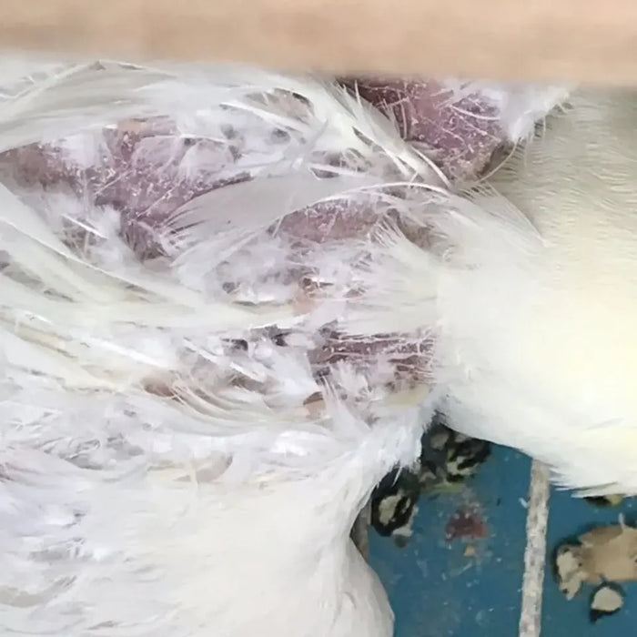 Bird with feather auxin, bird moulting, pecking, broken feather, bird without feathers, jade bird, thrush, parrot