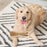 Artificial Cowhide Bone Dogs' Chewing Toys Bite Resistance Molar Teeth Clean Stick Food Treats Dogs Bones For Medium Large Dogs