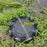 Black Fish Net Cage Fishnet Finless Eel Loach Trap Fishing Pot Durable Plastic Container Mud Cage Container Fishing Traps
