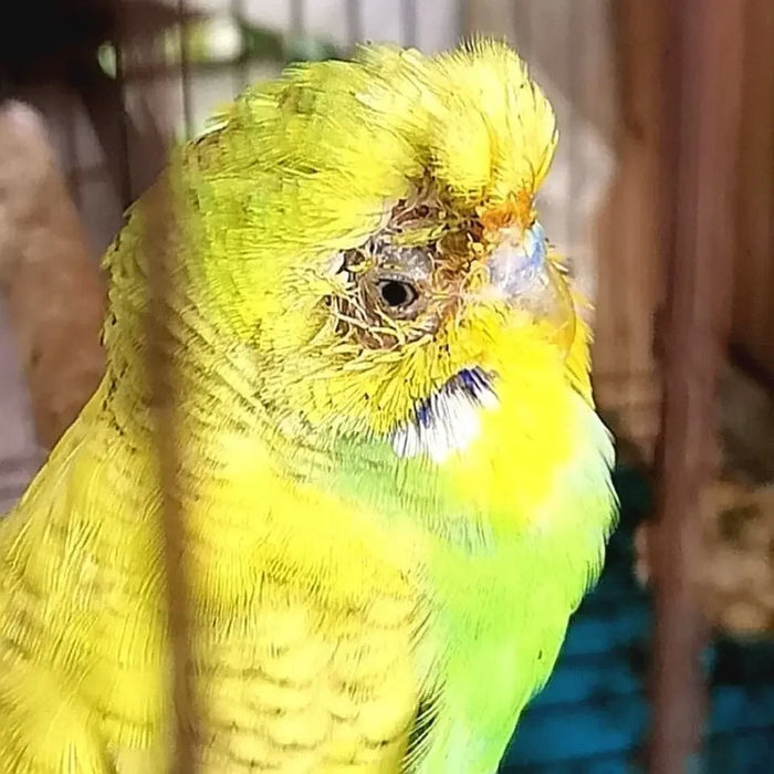 Bird with feather auxin, bird moulting, pecking, broken feather, bird without feathers, jade bird, thrush, parrot