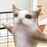 Cute El Gato Cat Plush Toy Wowwow Cat Doll Plushies Simulation Stuffed Animals Birthday Xmas Gift Kid Collectible Toy Home Decor