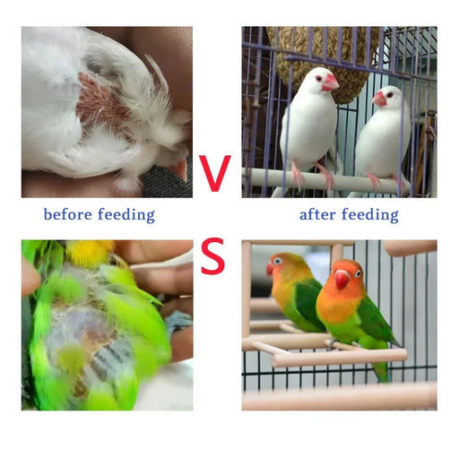 Bird with feather auxin, bird moulting, pecking, broken feather, bird without feathers, jade bird, thrush, parrot