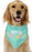 Dog Birthday Cake Toy Soft Plush Squeaky with Colourful Candles Durable Funny Stuffed Chew for Large Breeds Birthday Gift scarf