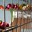 6pcs Bird Cage Accessories Birds Vegetable Clip Food Rack Parrot Clip Bird Thumb Box Bird Fruit Fork Bird Egg Holder Tray