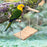 Bird Parrot Ladder Perch Hanging Cage Perch Chewing Parakeet Climbing Toy Wood Ladder for Medium Small Bird
