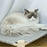 Cat and Dog Hammock Bed  Wooden Cat Hammock Elevated Cooling Bed Detachable Portable Indoor Outdoor Pet Bed Suitable
