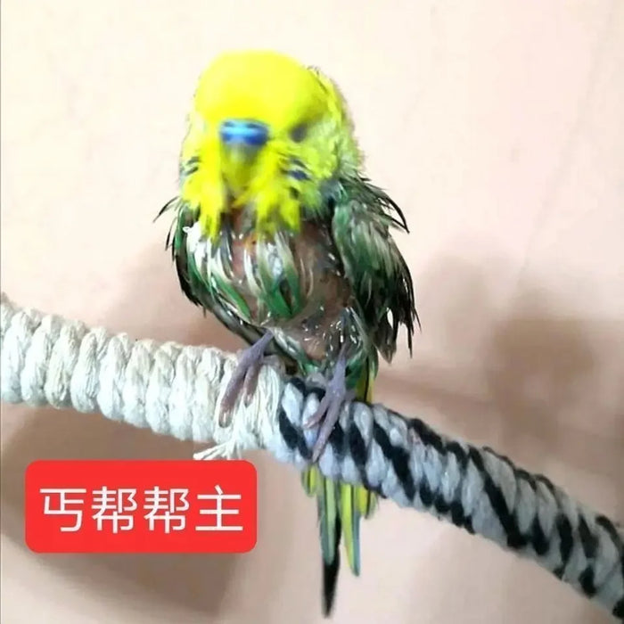 Bird with feather auxin, bird moulting, pecking, broken feather, bird without feathers, jade bird, thrush, parrot