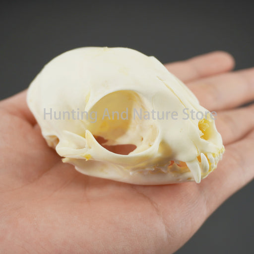 1/5/10Pcs Exquisite Collection of Real Skull Animal Bones for Craft, Home Decor, Specimen Collectibles Study, Special Gifts DIY
