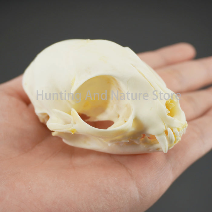 1/5/10Pcs Exquisite Collection of Real Skull Animal Bones for Craft, Home Decor, Specimen Collectibles Study, Special Gifts DIY